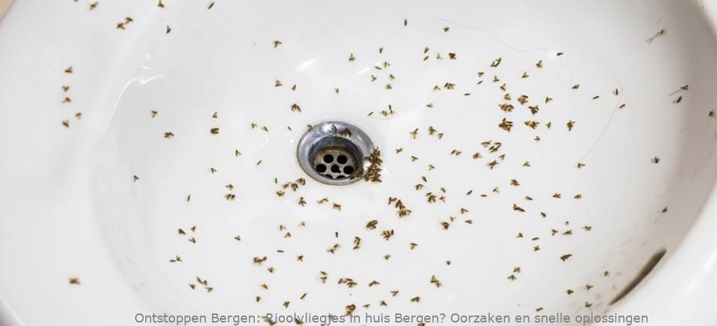 Rioolvliegjes in huis Bergen? Oorzaken en snelle oplossingen